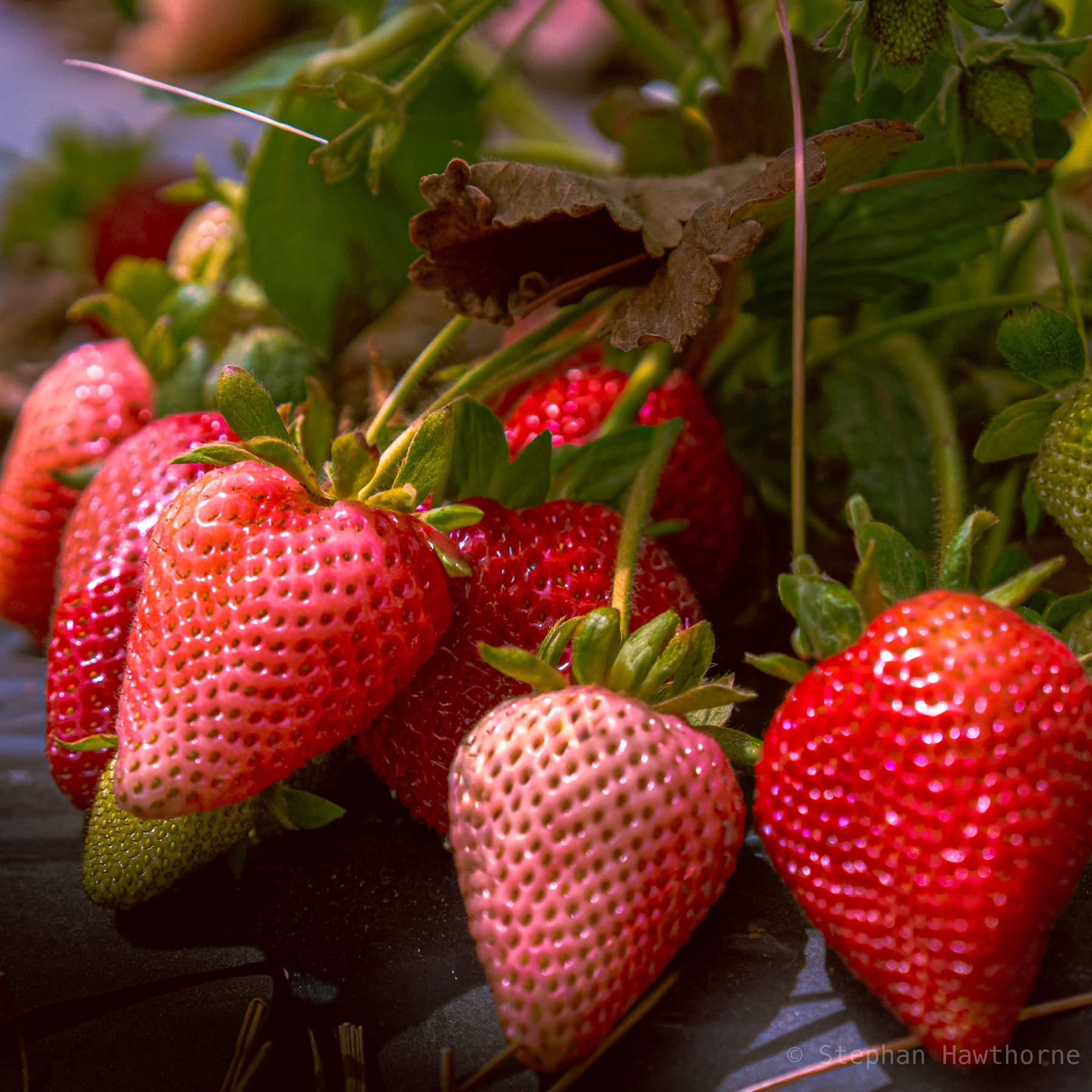 Strawberry Picking