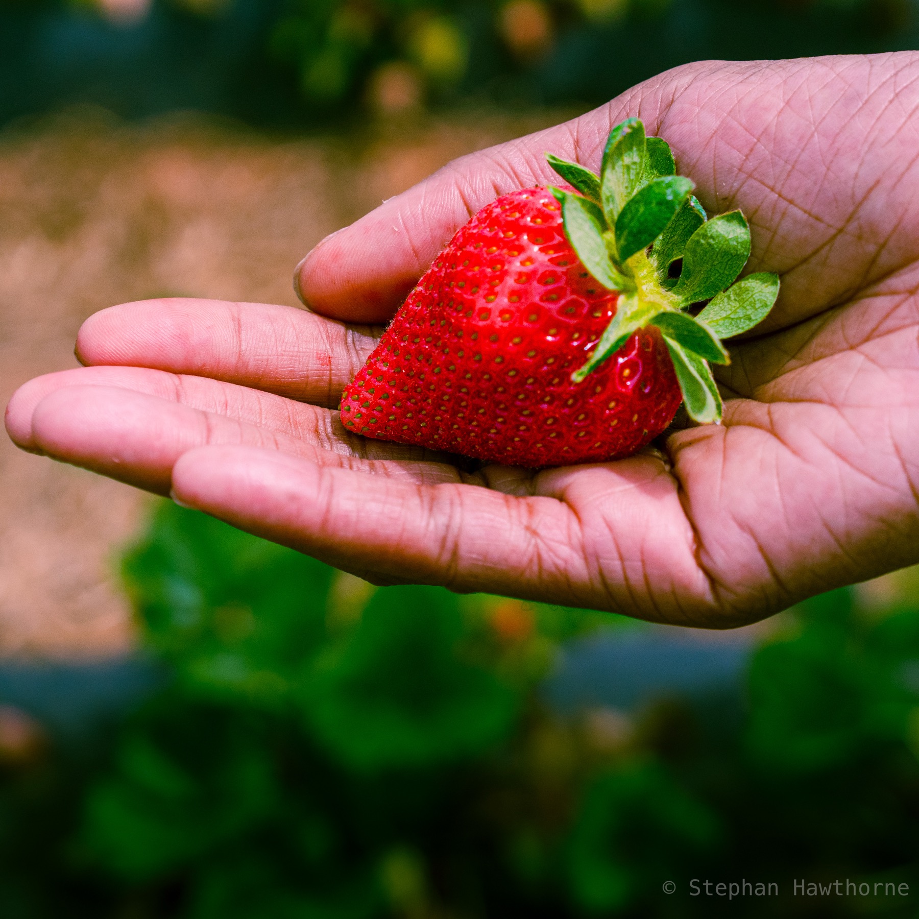 Strawberry Picking